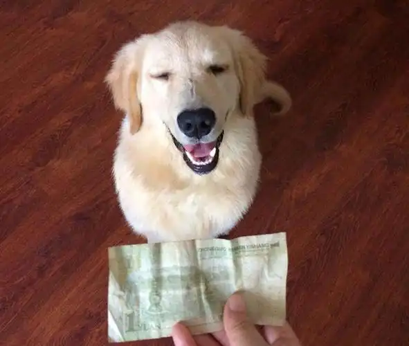 调皮狗狗咬坏主人百元大钞,为防止主人生气,拿这个东西作为赔偿__财经