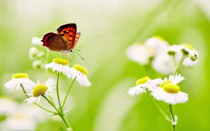 清新淡雅的小雏菊图片桌面壁纸-植物壁纸-手机壁纸下载-美桌网