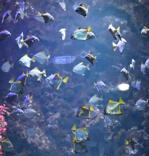 海洋公园|青岛极地海洋公园