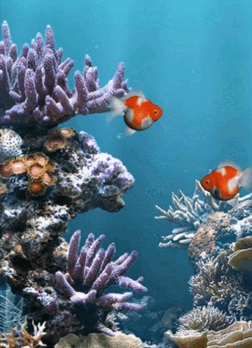 鱼水情动图欣赏