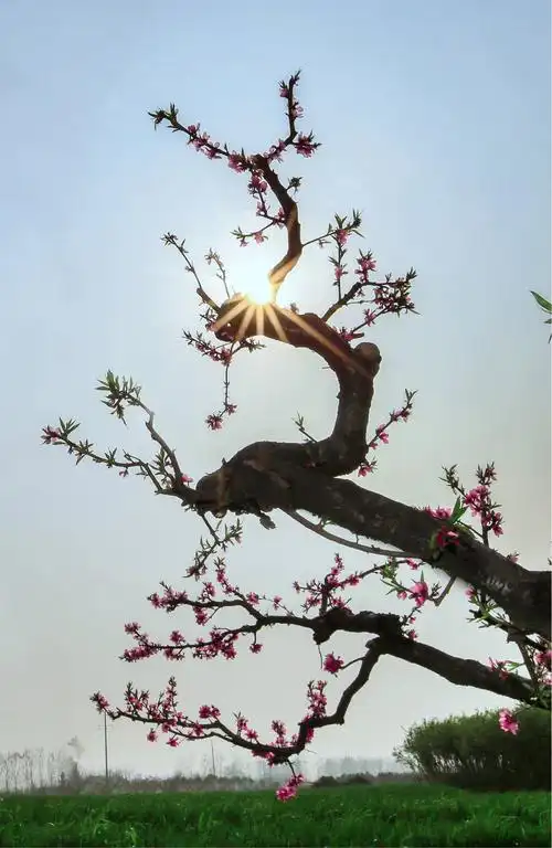 春天记忆～桃花红杏花白