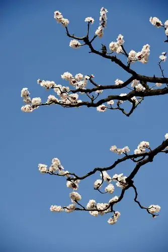 春风拂面绿陕西细语杏花赏蓝田