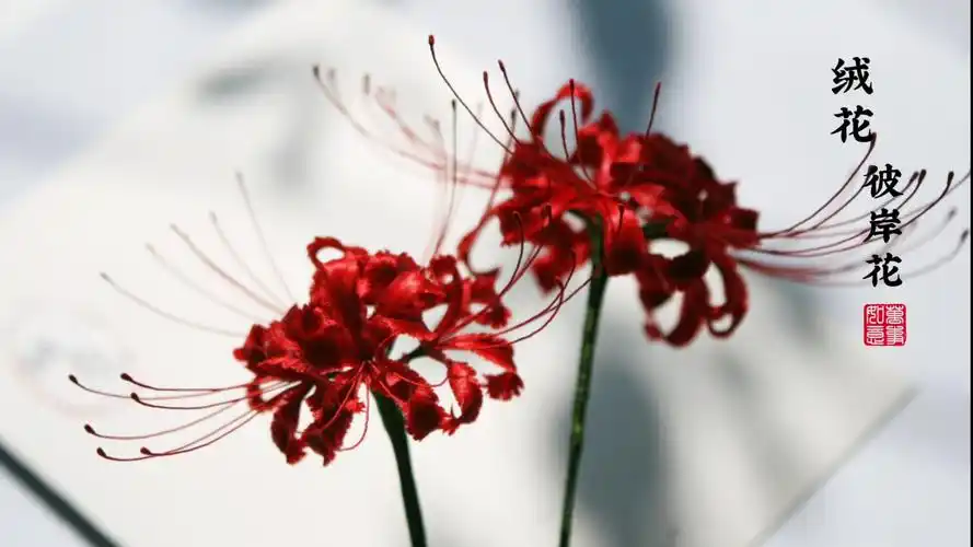 【非遗绒花】彼岸花