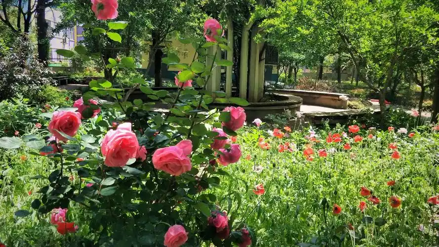 老人的开心花园.