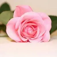 花花草草头像系列