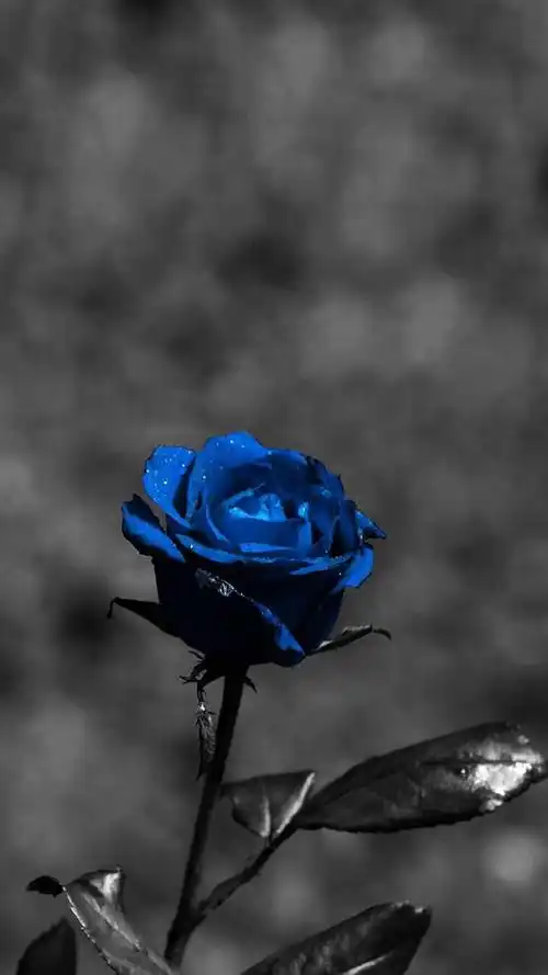 蓝玫瑰图片手机壁纸(蓝玫瑰图片大全大图 唯美壁纸)