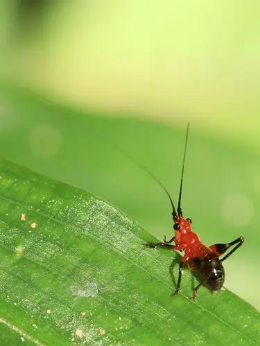【发烧微距 - 讨论手持拍微距】,★炎炎夏