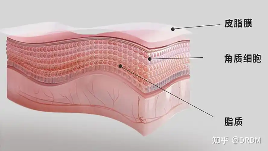 皮肤屏障你到底了解多少,drdm护肤给你科普一下 - 知乎