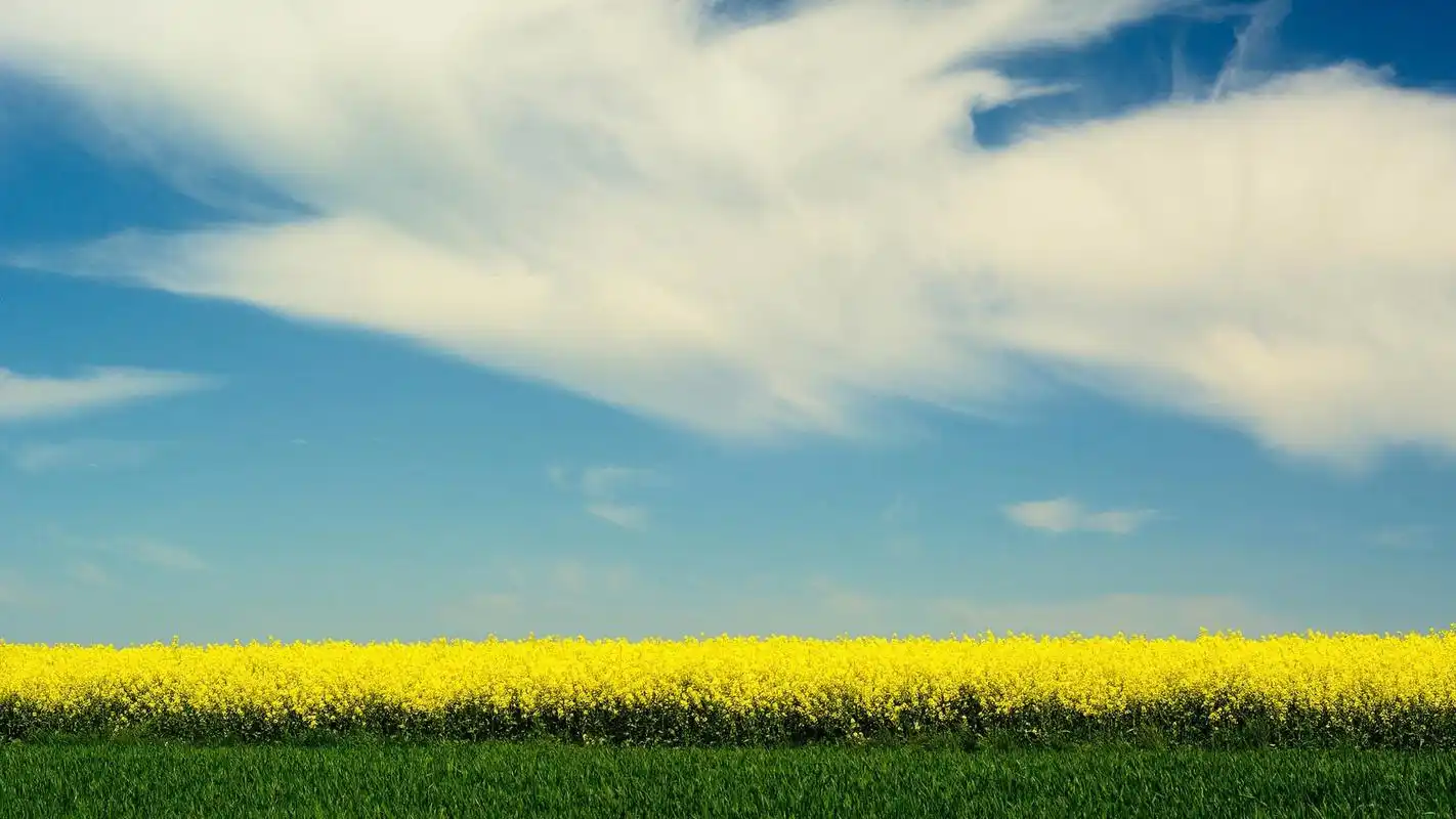 风景大片春天油菜花春天小黄花壁纸