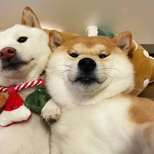 头像 | 这组沙雕搞怪头像绝了