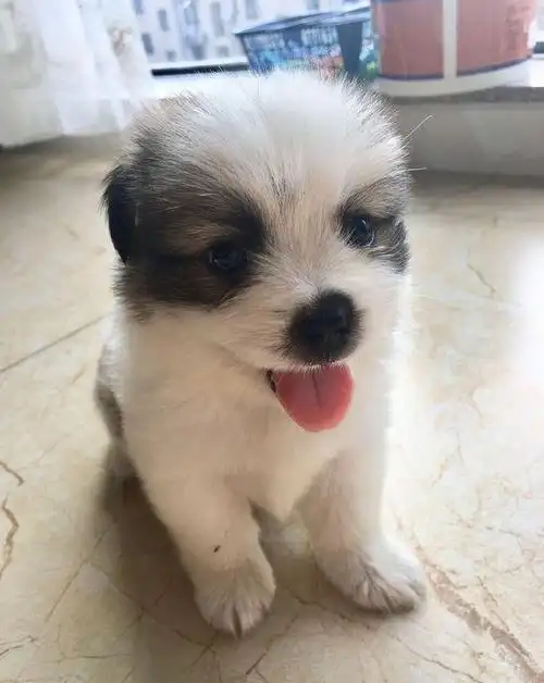 女孩捡到两只流浪小奶狗,看到呆萌的它们,闺蜜抱起一只不撒手了