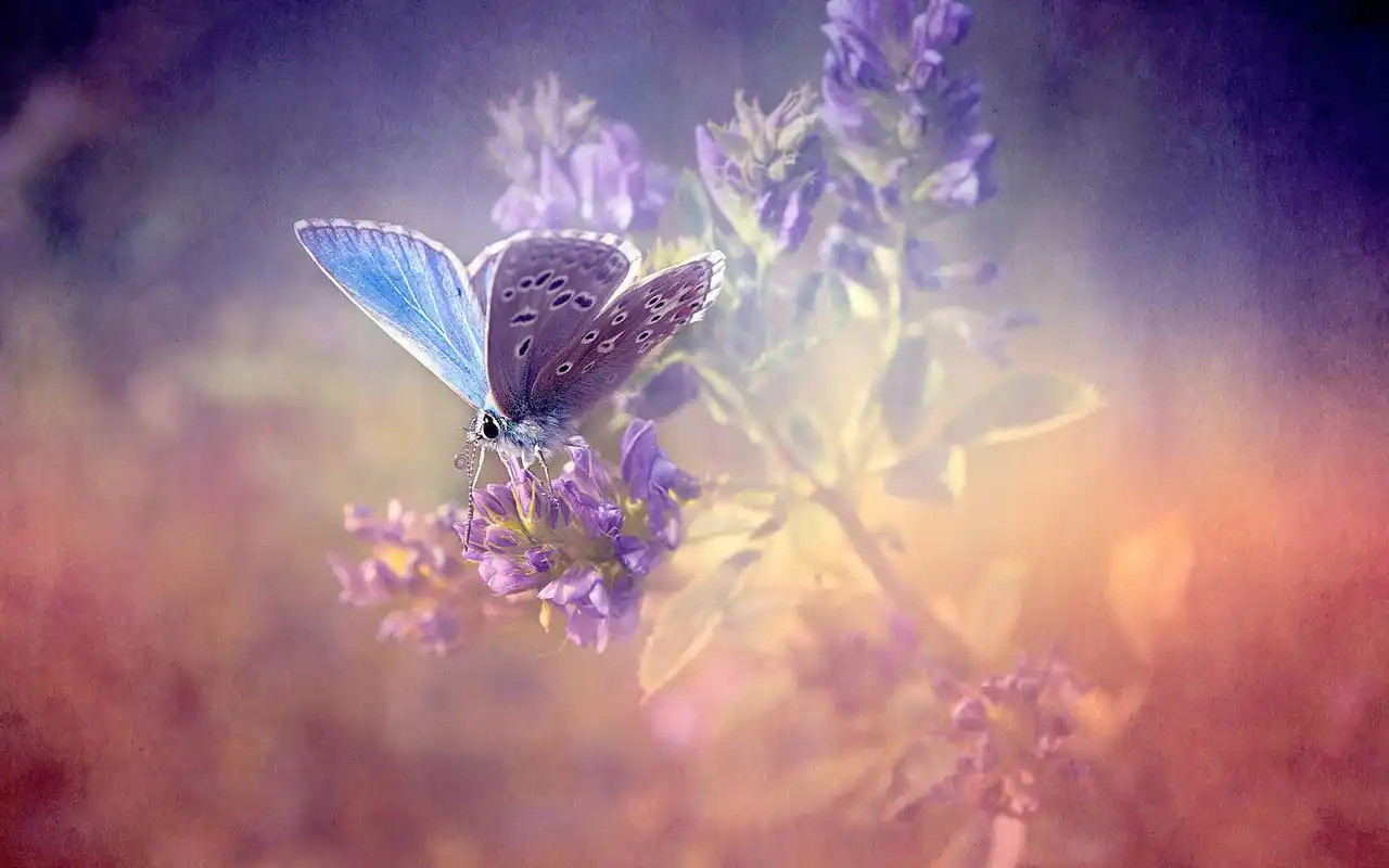 唯美梦幻的蝴蝶图片桌面壁纸