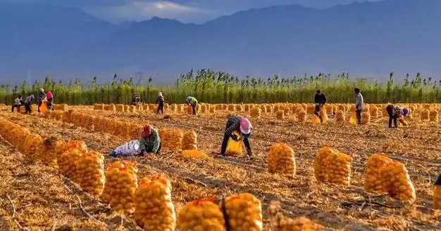 如何种植马铃薯个大产量高这3种肥料要慎用浪费肥料还减产