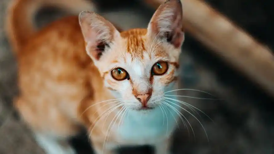 猫pet壁纸【126】(动物静态壁纸) - 静态壁纸下载 - 元气壁纸