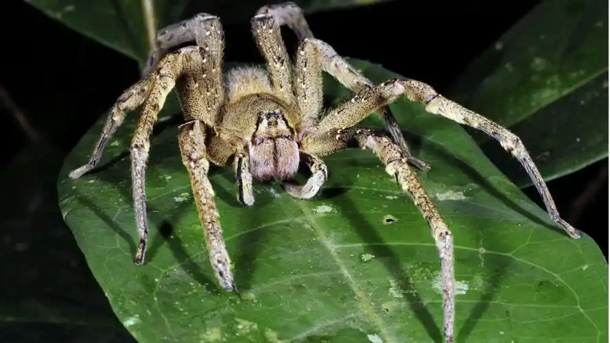 盘点10种毒性最强的蜘蛛,黑寡妇比眼镜蛇还毒,15分钟内让人毙命