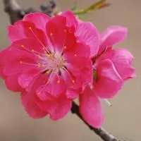 红色桃花qq头像qq头像桃花多种形式的花瓣