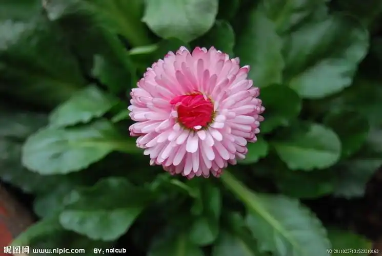 红心粉色雏菊图片