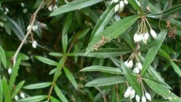 原创这个树浑身都是刺,果实是很多人小时候的零食,如今80元一斤