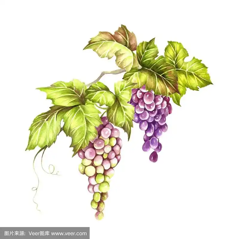 串葡萄.手绘水彩插图.手绘水彩插图