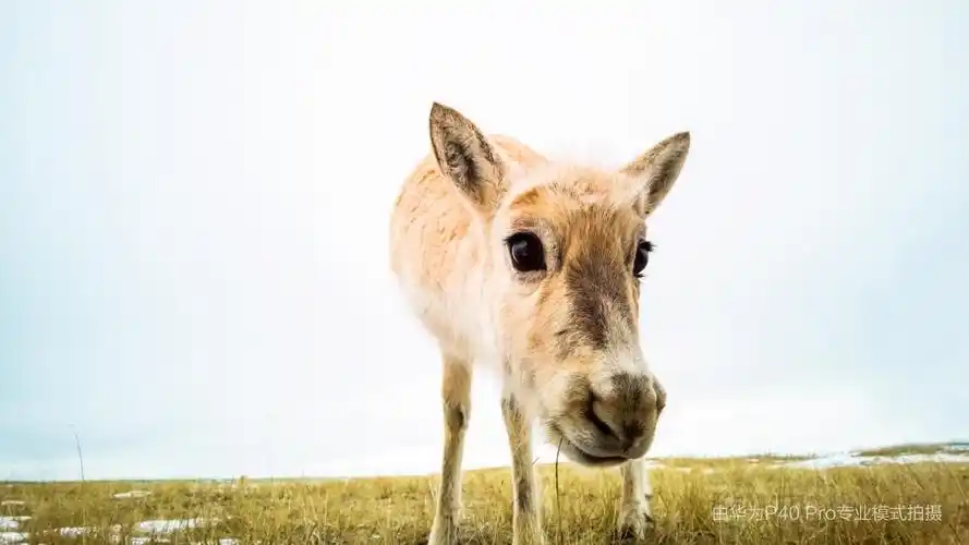 罕见绝美大片来袭华为p40pro镜头下的可可西里有多美