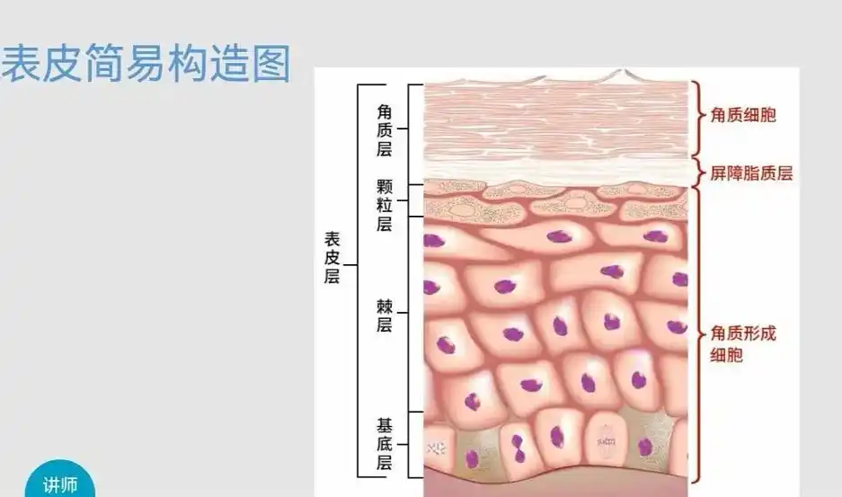 皮肤结构图