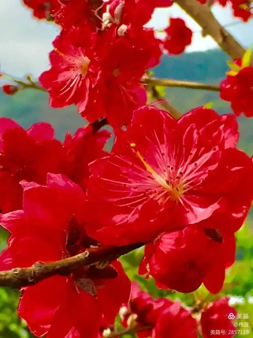 桃花盛开红艳艳……(二)