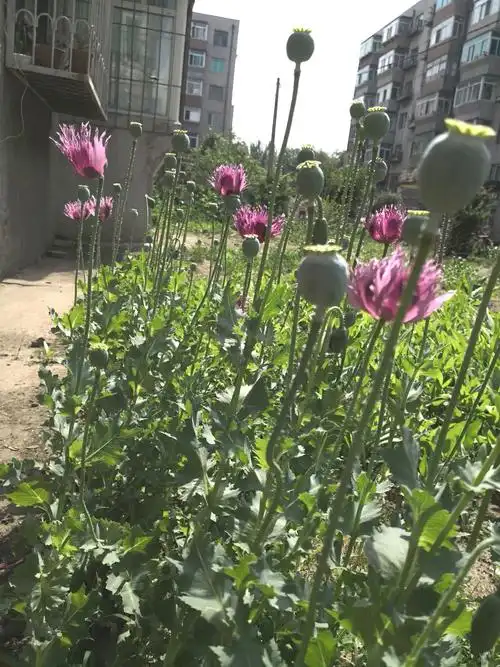 美丽妖艳本无罪,罂粟花开正当时