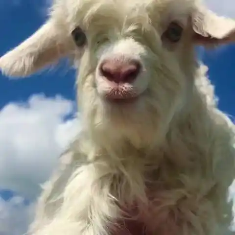 这样羊也太让人治愈,被可爱到了