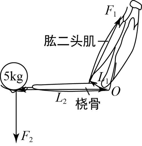 如图是人用手托住物体时手臂的示意图,当人手托5kg的物体保持平衡时