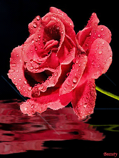 插画/漫画 动态风景 灬铃兰灬采集到摇曳的玫瑰  采集 #gif# #鲜花