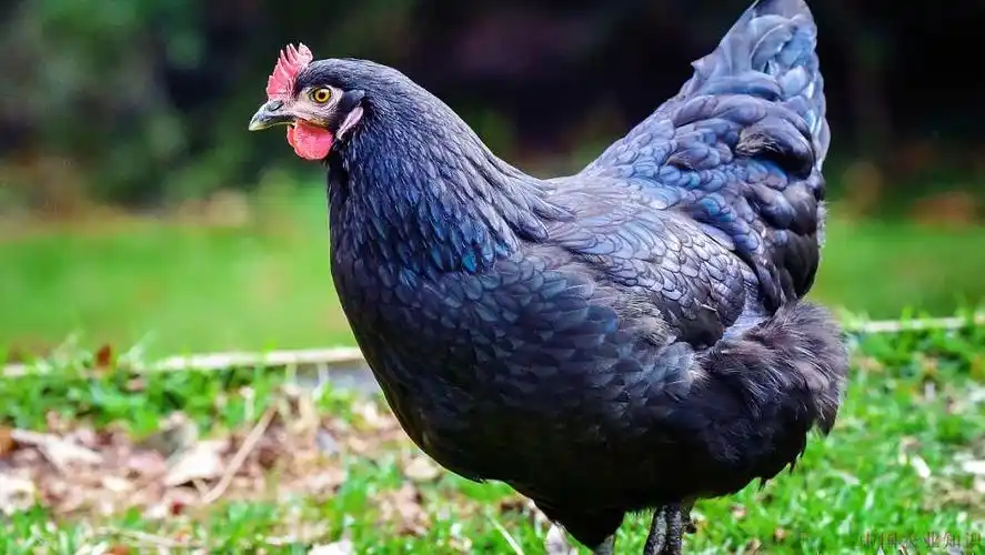 一般180天左右产蛋 .一年能生200到250到蛋黑羽乌鸡一年能产多少蛋?