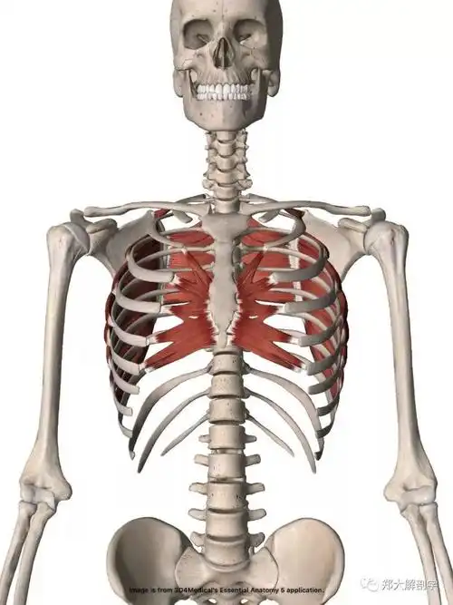 前锯肌的功能解剖_腾讯新闻