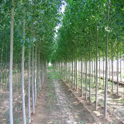 供应 行道树杨树新品种