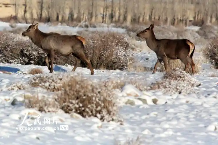 新疆哈密:国家二级保护动物马鹿下山觅食