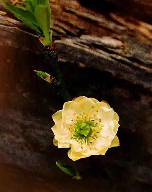 品种:台阁绿萼 - 南京梅花山的梅花 - 相册 - 郑老师的个人主页