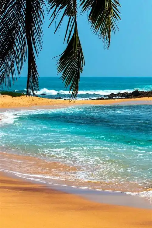 棕榈树,海,石头,海滩 4k