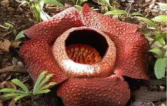 世界上最恐怖的花 食人花(传说专门吃人的花)