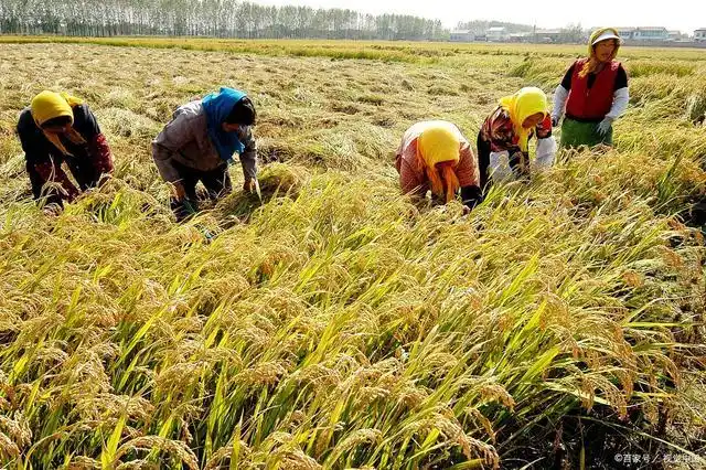 秋天的丰收景象