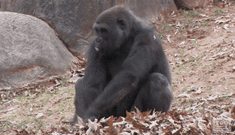 大猩猩毛茸茸翻滚心情不好gif动图_动态图_表情包_soogif