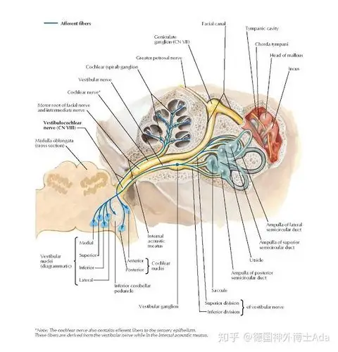 嘴歪眼斜流涎听神经瘤术后面瘫面神经功能如何重建