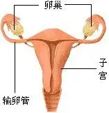 子宫