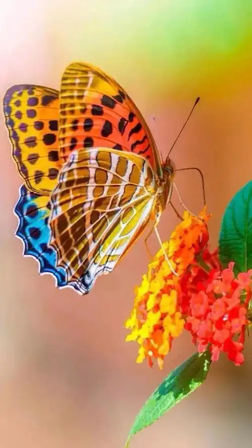 漂亮的花蝴蝶美图88幅.