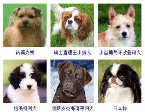 原来狗狗还可以这样取名字,取名大全在这里,收藏起来吧!