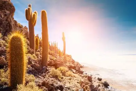 玻利维亚诺图片