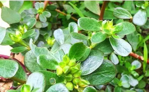 瓜子菜的功效与作用