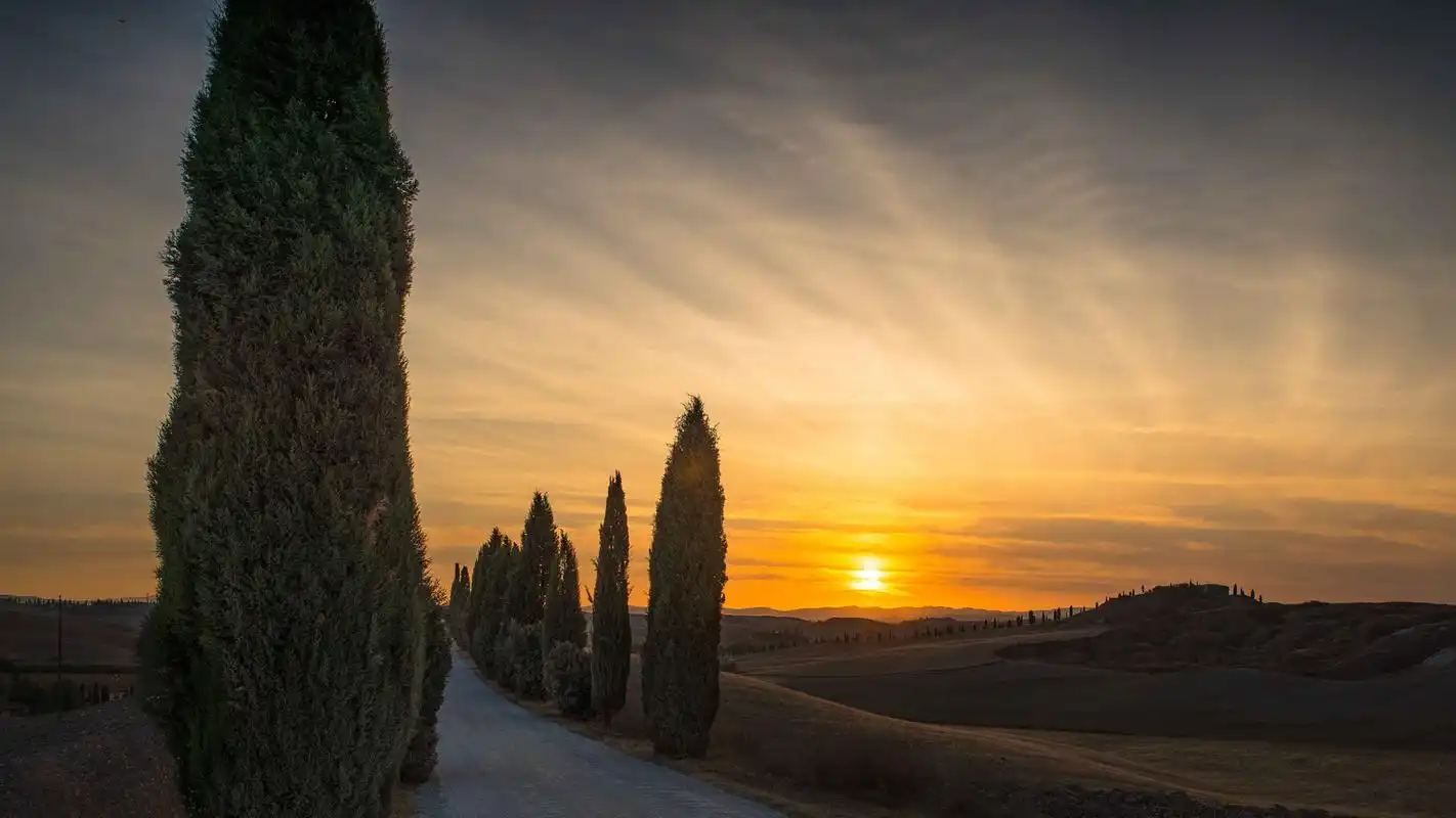 清新自然风景路边的柏树风景电脑桌面壁纸图片大全下载