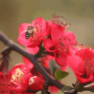 388_388gif 动态图 动图