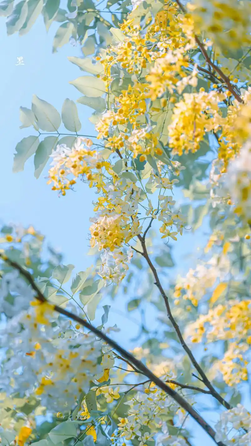 孟浩然,一首初秋诗,凉风露水,淡雅安宁,走入一季静美的秋