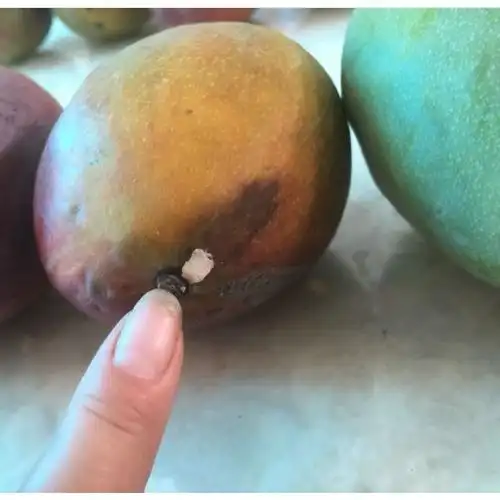 > 攀枝花 吉禄芒果8斤装 包邮 产地直发 新鲜上市商品评价 > 坏了一半