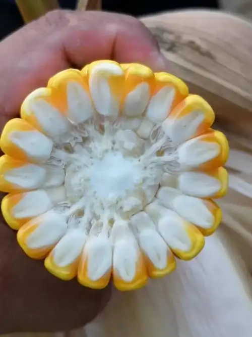 大千119一矮杆,深马齿,高产高抗优质广适,大穗型玉米品种,首选大千119